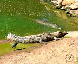 Crocodile 9L17D-14
